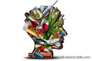 Weeding Out the Truth: Cannabis May Be Linked to Development of Opioid Use Disorders