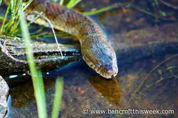 Choosing a home | Bancroft this Week - Bancroft This Week