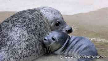 Seehundjunges geboren - Süddeutsche Zeitung - SZ.de