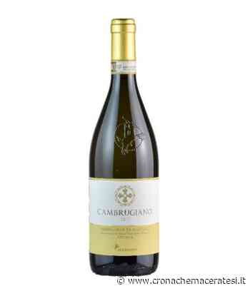 Vini, il Cambrugiano di Matelica medaglia di platino ai Decanter World Wine Awards - Cronache Maceratesi