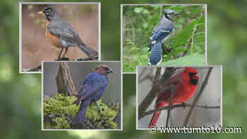 Rhode Island, Massachusetts wildlife experts warn of mysterious bird illness - WJAR