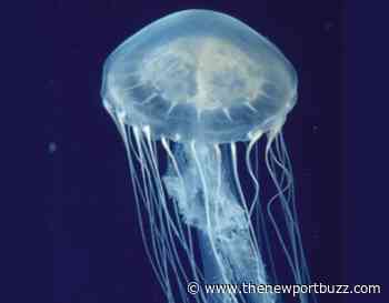 Thousands of jellyfish invading Rhode Island waters - Newport Buzz