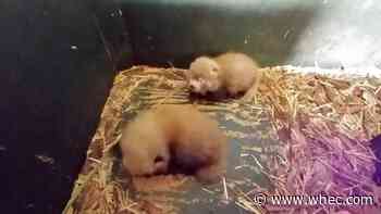 Seneca Park Zoo announces birth of 2 red panda cubs