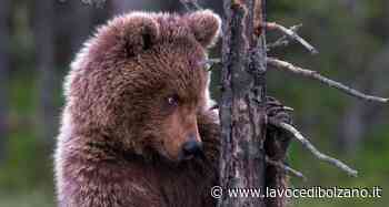 Giovane orso sbrana animali sopra Marlengo. Gli esperti: “Con tutta probabilità viene dal Trentino” - La Voce di Bolzano
