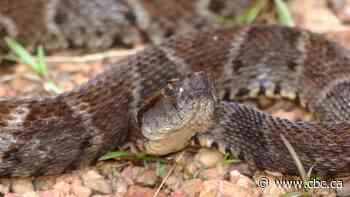 Snake venom shows promise as skin glue for closing life-threatening wounds
