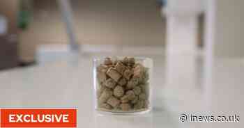 French start-up Ÿnsect hatches plan for fast food restaurants to sell insect burgers and nuggets - iNews