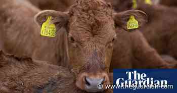 Food strategy for England calls for big cut in meat consumption - The Guardian