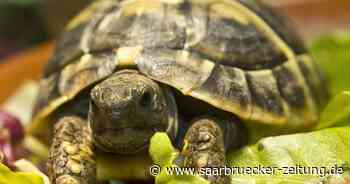 Griechische Landschildkröte in Bexbach gefunden - Saarbrücker Zeitung