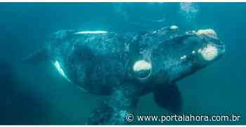 Temporada de observação das Baleias Franca inicia na próxima semana em Imbituba, Laguna e Garopaba, berço dos mamíferos no Litoral Sul - Portal AHora
