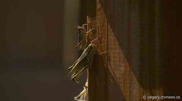 'It's like a horror movie': Hordes of grasshoppers invade Lethbridge neighbourhood
