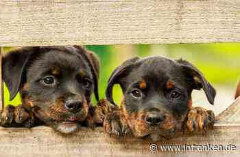 Tierheim Bamberg: 'Corona-Hunde' - Tierschützer rechnen mit Rückgabewelle - inFranken.de