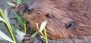 Biberführung in Bamberg - Der Neue Wiesentbote