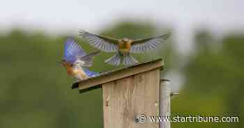 Habitat or housing? Audubon Society urges Ramsey County to save grassland eyed for development