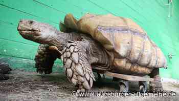 Schildkröte in Senden aufgefunden: Vermisst jemand das Tier? - Augsburger Allgemeine