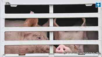 Agrarwirtschaft in Garrel: Das bedeutet der Pest-Ausbruch für Schweinemäster - Nordwest-Zeitung