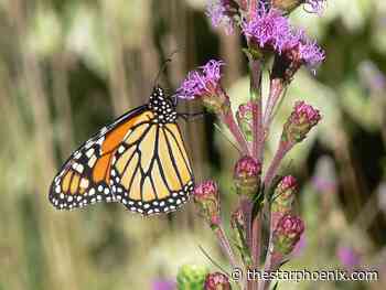 Nature Notes: Monarch butterflies are occasionally spotted in Saskatoon - Saskatoon StarPhoenix