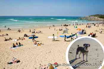 50 of the UK’s most dog-friendly beaches revealed