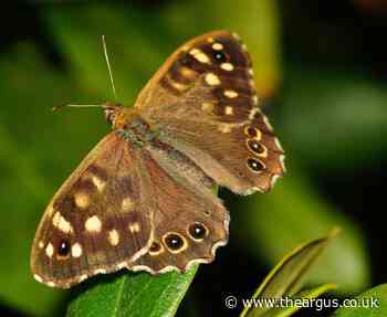 Count butterflies to help us research climate change, charity urges