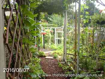 Bradford gardener shares tips on starting up allotment - Bradford Telegraph and Argus