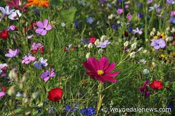 FLOWERING PLANTS FOR A BRIGHT SUMMER DAY - Green-Thumb Gardener - The Waynedale News