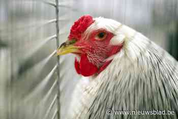 Vogelgriep vastgesteld in kippenren vlak bij natuurgebied: “Wellicht zijn wilde vogels de boosdoener”