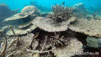 Forscher: Korallenriffe weltweit in verheerendem Zustand