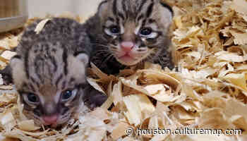 Houston Zoo announces birth of 2 charismatic ocelot cubs - CultureMap Houston