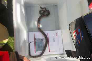 Korenslang na twee maanden gevonden in tuin<BR />