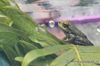 Redden wat er te redden valt: wetenschappers halen bedreigde kikkers uit door vuur verteerde Australische bossen - Scientias.nl