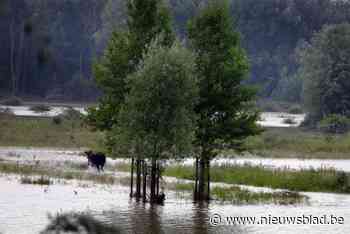 Water in Halen kan komende uren nog stijgen terwijl Maasland begint te poetsen - Het Nieuwsblad
