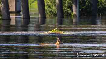 Hulpdiensten halen zwemmer uit overstromingsgebied: 'Levensgevaarlijk' - LINDA.nl - LINDA.