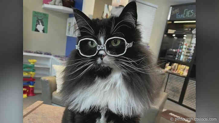 Truffles The Rescue Cat Helps Kids Facing Eyesight Problems In Mechanicsburg