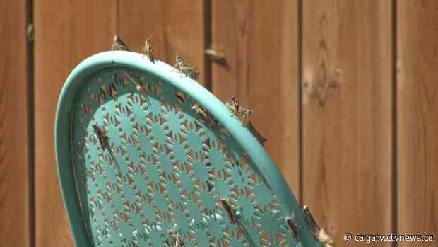 'It's like a horror movie': Hordes of grasshoppers invade Lethbridge, Alta. neighbourhood