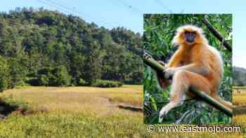 Assam: How locals saved the Kakoijana Forest and the Golden Langur - EastMojo