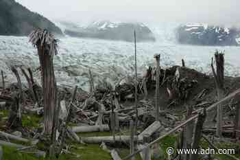 Returning to a ghost forest near a Southeast Alaska glacier for deeper examination - Anchorage Daily News