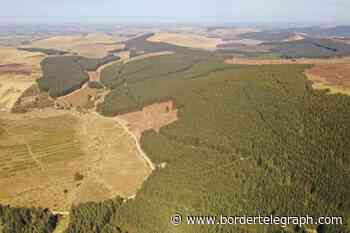 For sale: Priesthaugh Forest on market for offers over £18m - Border Telegraph