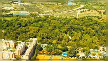 Madrid building a huge urban forest in bid to combat climate change - Euronews