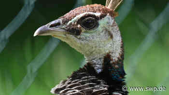 Tiergarten in Ulm: Tierwohl kostet - ein Kommentar - SWP