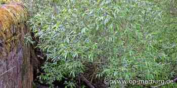 Sanierung - Brückenbögen haben schon Bäuche - Oberhessische Presse