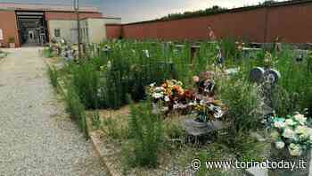 Nichelino, erba alta un metro tra le lapidi del cimitero. Il sindaco: "Chiedo scusa alla Città" - TorinoToday