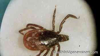 Harvard student, Queen's prof, collaborating to rapidly identify Lyme-infected ticks - Lethbridge News Now