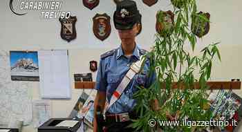 Da Oderzo a Possagno blitz antispaccio: dalla cocaina alla marijuana il mercato si allarga - ilgazzettino.it