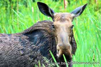 A time to listen, learn, and change | Bancroft this Week - Bancroft This Week