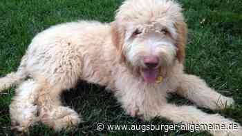 Kind von Hund gebissen: Jetzt sucht die Polizei den Hundehalter