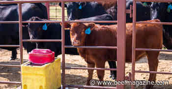Manage heat conditions for cattle comfort, efficiency
