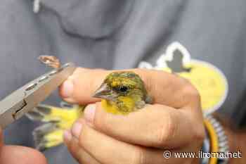 Tutela dell'ambiente e della fauna selvatica, Ardea compie 10 anni - ROMA on line