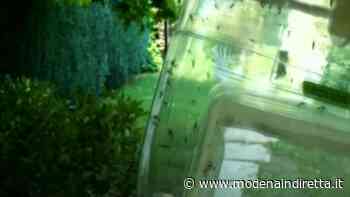 Modena, troppe zanzare dopo la pioggia: le avvertenze dell'Asl - modenaindiretta.it