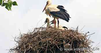 2021 brüten Störche in Morbach-Rapperath, die Küken wurden beringt - Trierischer Volksfreund