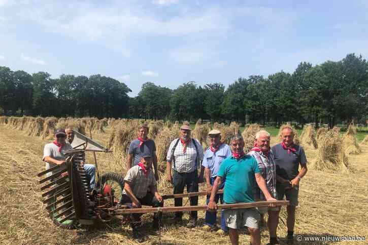 Landbouwers pikken koren voor kerststal