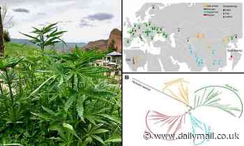 Biology: Cannabis was domesticated in China around 12,000 years ago, study reveals 